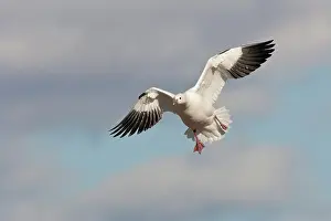 Rosss: Ross's Goose