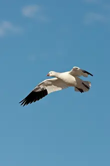 Rosss: Ross's Goose