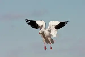 Rosss: Ross's Goose