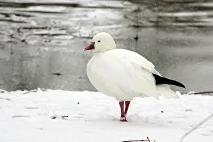 Rosss: Ross's Goose - captive