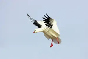 Rosss: Ross's Goose - Coming in to land