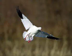 Rosss: Ross's Goose - coming in to land
