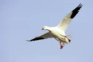 Rosss: Ross's Goose - Coming in to land