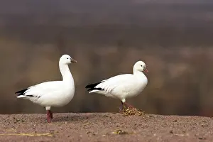 Rosss: Ross's Goose - At edge of field
