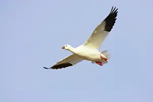 Rosss: Ross's Goose - In flight