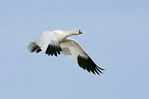 Rosss: Ross's Goose - in flight