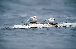 Rosss: Ross's Gull