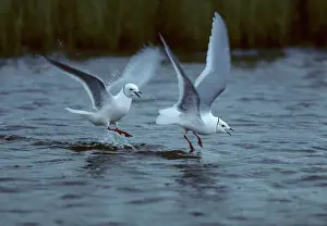 Rosss: Ross's Gull