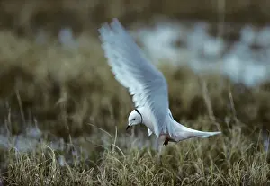 Rosss: Ross's Gull - On Breeding Grounds