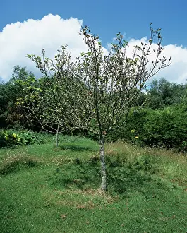 Discovery: Rosy apple aphid (Dysaphis plantaginea)