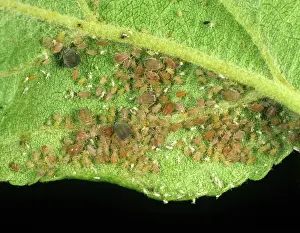 Aphididae: Rosy apple aphid infestation