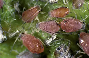 Aphididae: Rosy apple aphids