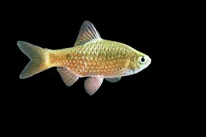 Barb: Rosy Barb Fish