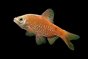 Barb: Rosy barb - side view