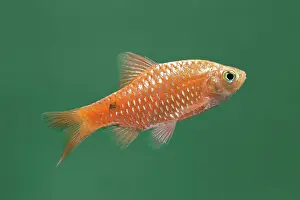 Barb: Rosy barb - side view