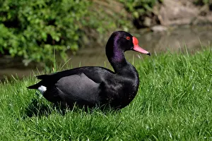 Netta: Rosy-billed Duck - drake