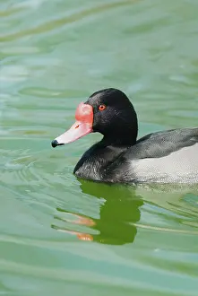 Netta: Rosy-billed Pochard male