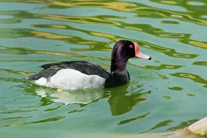 Netta: Rosy-billed Pochard male