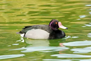 Netta: Rosy-billed Pochard male