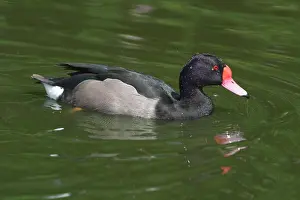 Netta: Rosy-billed Pochard - in water