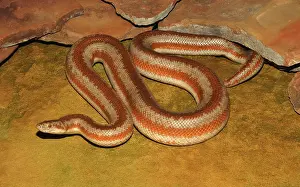 Charina: Rosy Boa (Charina trivirgata)