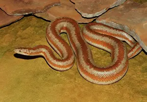 Charina: Rosy Boa (Charina trivirgata)