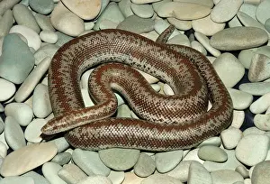 Charina: Rosy Boa (Charina trivirgata)
