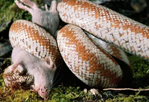 Constricting: Rosy Boa - Eating Mouse