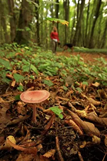 Environments: Rosy Bonnet undergrowth and walker - Picardie France