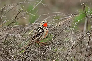 Macronyx: Rosy-breasted Longclaw