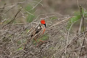 Macronyx: Rosy-breasted Longclaw