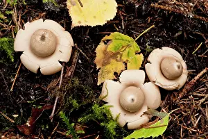 Rufescens: Rosy Earthstar - on the ground in deciduous woodland