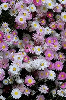 Everlastings: Rosy Everlastings