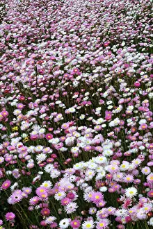 Everlastings: Rosy Everlastings - Mount Barker