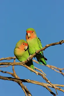 Lovebird: Rosy faced Lovebird