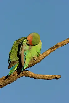 Lovebird: Rosy faced Lovebird