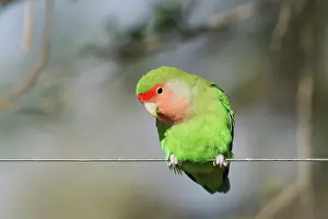 Wire: Rosy-faced Lovebird - adult on wire fence
