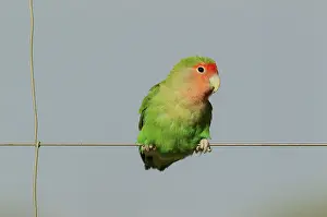 Wire: Rosy-faced Lovebird - adult on wire fence
