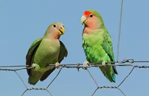 Begging: Rosy-faced Lovebird - juvenile on the left - claiming