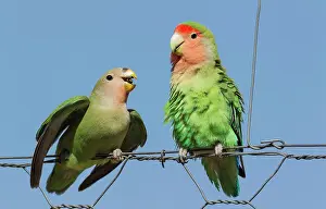 Begging: Rosy-faced Lovebird - juvenile on the left - claiming