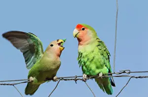 Begging: Rosy-faced Lovebird - juvenile on the left - claiming