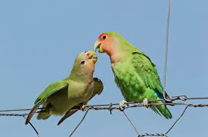 Begging: Rosy-faced Lovebird - juvenile on the left - claiming