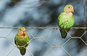 Wire: Rosy-faced Lovebird - two juveniles on wire fence