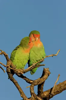 Mutual: Rosy faced Lovebird - pair preening each other