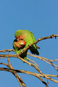 Mutual: Rosy faced Lovebird - pair preening each other