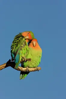 Lovebird: Rosy faced Lovebird - portrait of pair
