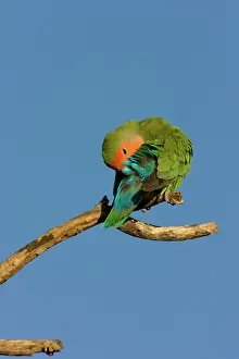 Lovebird: Rosy faced Lovebird - preening