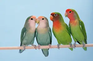 Lovebird: Rosy-faced / Peach-faced Lovebirds