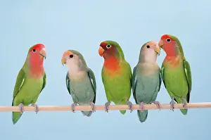 Lovebird: Rosy-faced / Peach-faced Lovebirds