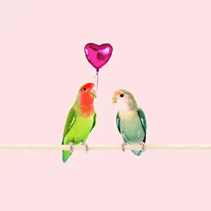 250619: Rosy-faced / Peach-faced Lovebirds one holding
